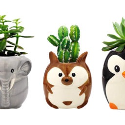 Grow Your Love Fern in These Cute Planters | InStyleRooms.com/Blog