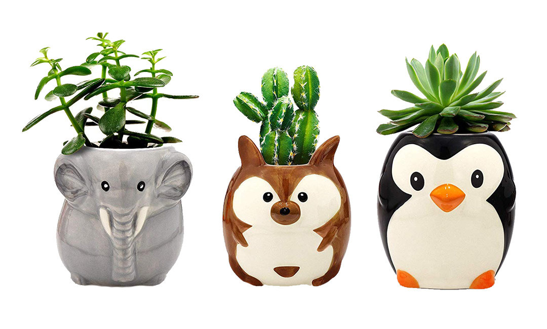 Grow Your Love Fern in These Cute Planters | InStyleRooms.com/Blog